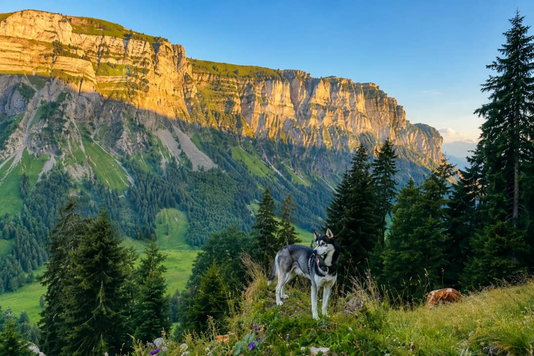 Justistal valley with Sigriswilergrat cliffs near Interlaken Switzerland