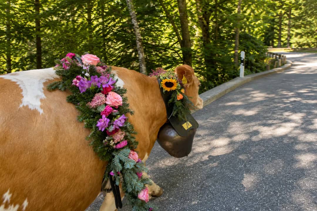 Swiss cow with traditional flower garland and cowbell during alpine descent, Justistal valley near Interlaken
