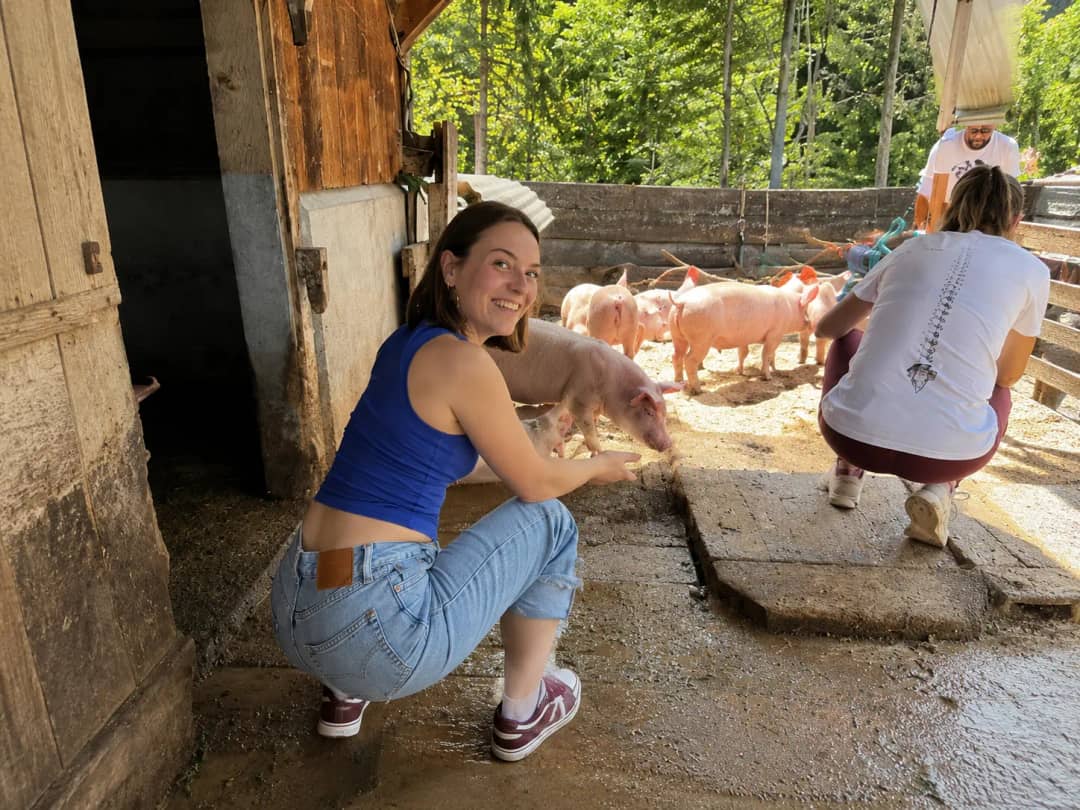 Guests interacting with pigs at Alp Signswiler alpine farm, Justistal, farm animal experience on the Swiss Local Adventures farm tour from Interlaken