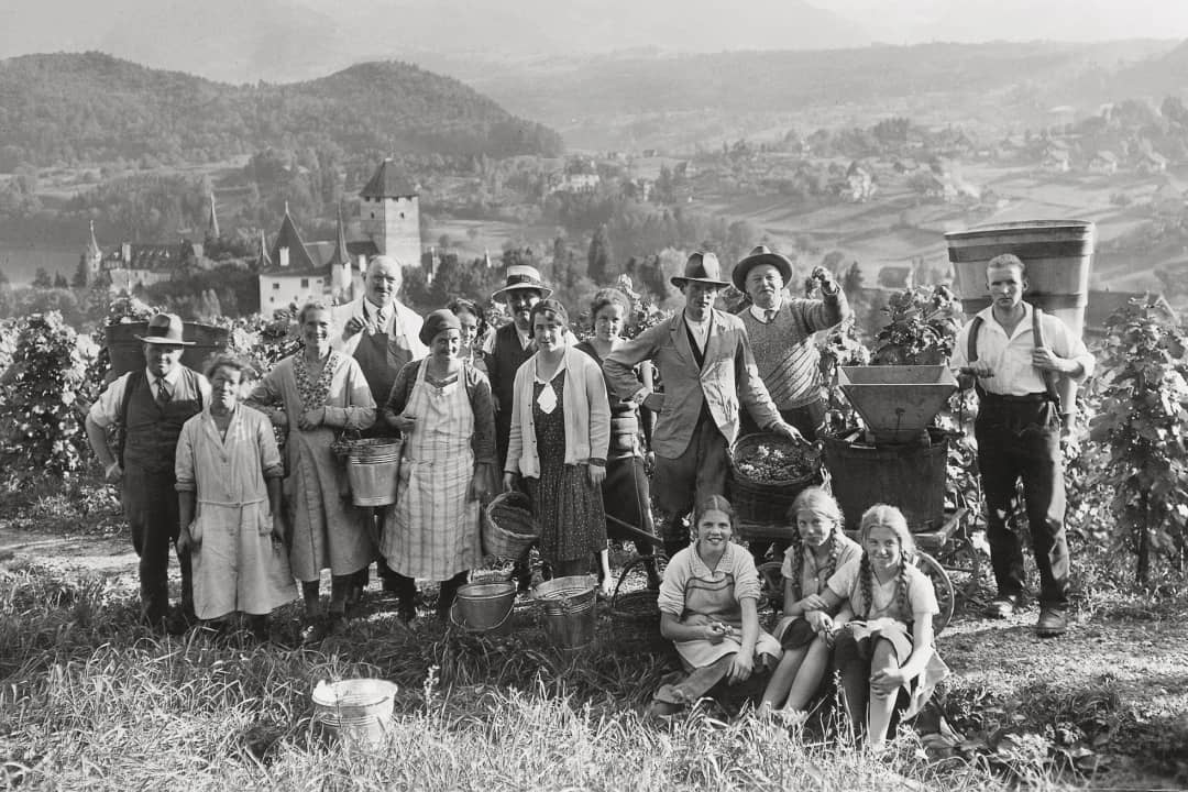 Grape harvest crew posing at Alpine Weinkultur Spiez vineyard above Lake Thun with Schloss Spiez castle visible in background