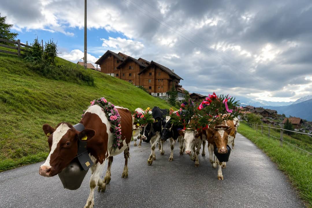 Decorated Swiss dairy cows with flower garlands and cow bells during Alpabzug descent from alpine pastures, Bernese Alps
