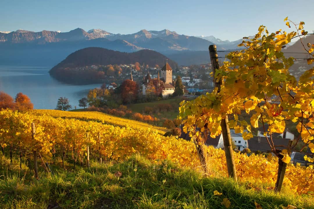 Spiez vineyard at golden hour in autumn overlooking Schloss Spiez castle and Lake Thun, Swiss wine tour from Interlaken