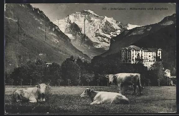 Postal antigua de la Höhematte de Interlaken con vacas pastando y la Jungfrau, hacia principios del siglo XX