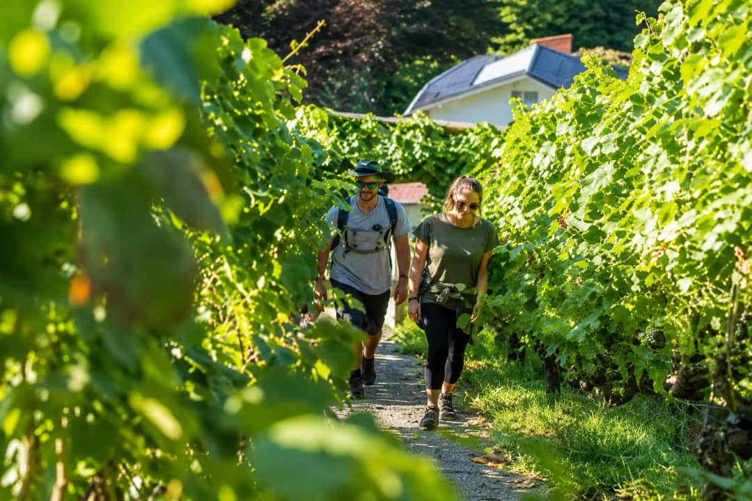 Couple walking through the terraced Spiez vineyards on a sunny summer wine tour