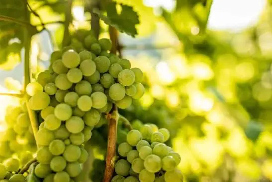 Cluster of ripe Riesling-Sylvaner white grapes on the vine in the Spiez vineyards by Lake Thun