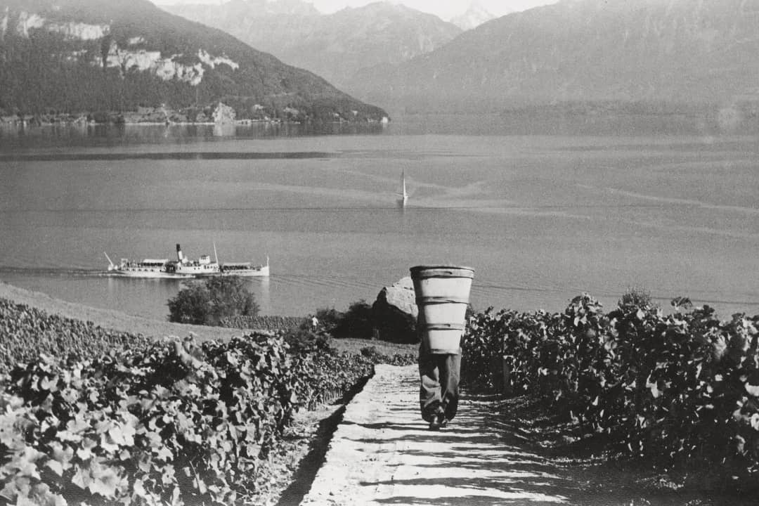 Vintage photo of a grape picker with a wooden back basket walking down the Spiez vineyards toward Lake Thun, a paddle steamer on the water