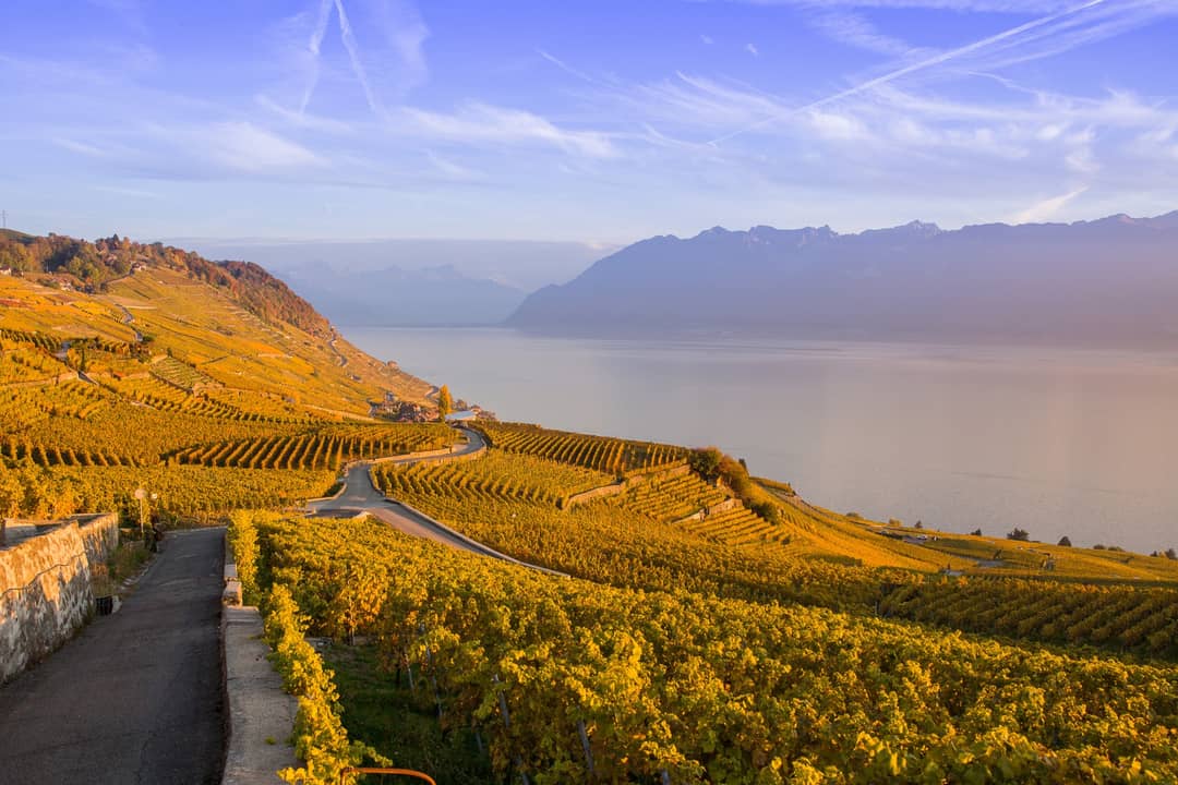 Terraced vineyards in autumn above Lake Geneva in the Lavaux region