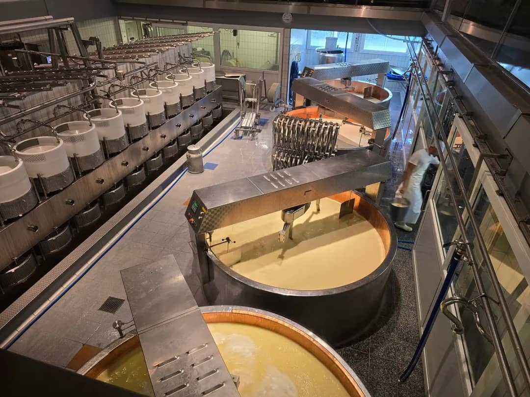 Copper vats of milk and rows of cheese moulds in a modern Swiss show dairy production hall