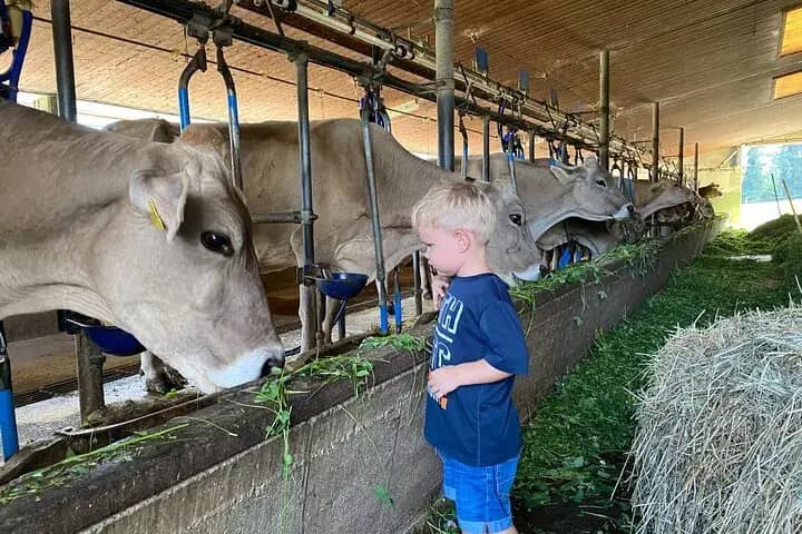 Toddler standing face to face with Brown Swiss cows feeding on fresh grass in the barn on a family farm tour