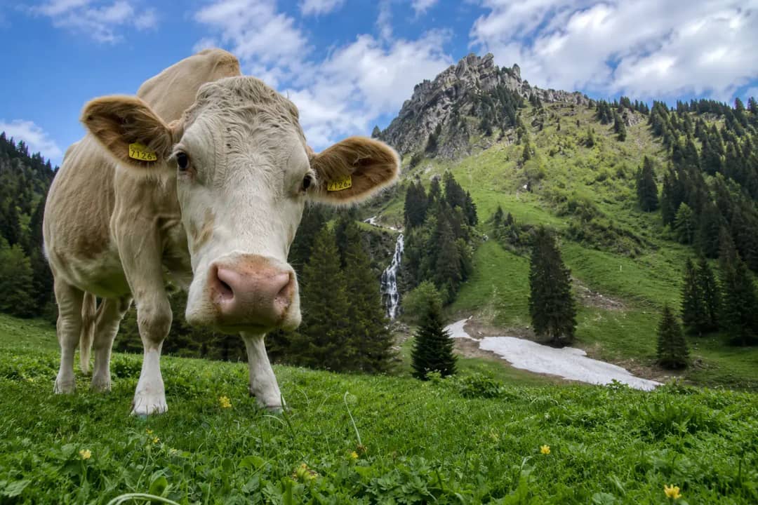 Curious Swiss cow coming close to the camera on an alpine meadow below a rocky peak and waterfall