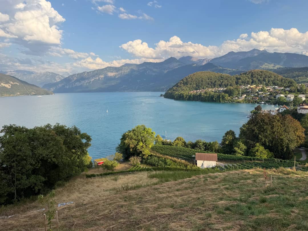 View from the Spiez vineyard rows over turquoise Lake Thun and the Bernese Alps near Interlaken in summer