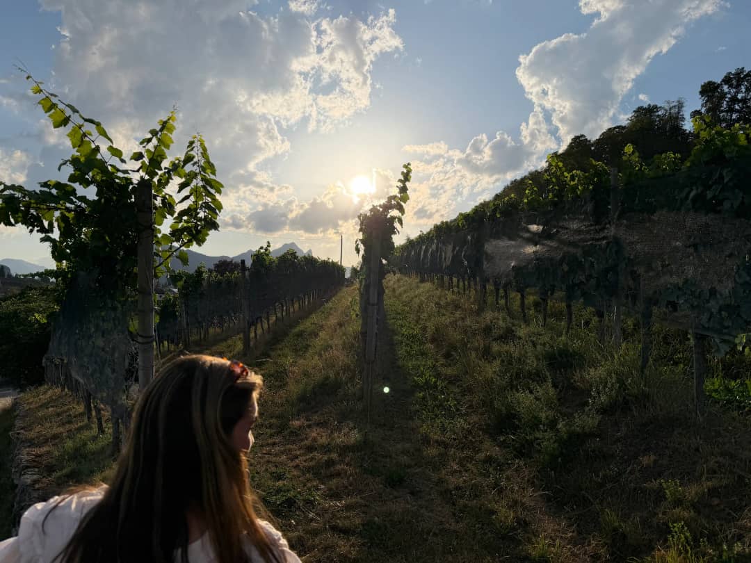 Guest walking between netted vine rows in the Spiez vineyard at golden hour, the 15:30 departure on the wine tour