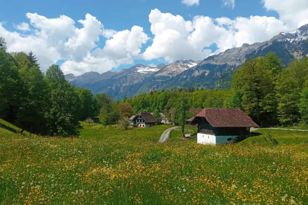 Flowering meadow with a small farm building and forest on the Ballenberg museum grounds below the Alps