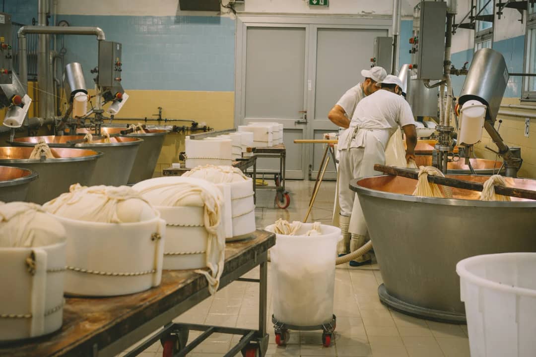Cheesemakers at work beside copper vats and fresh cheeses wrapped in cloth inside a traditional dairy
