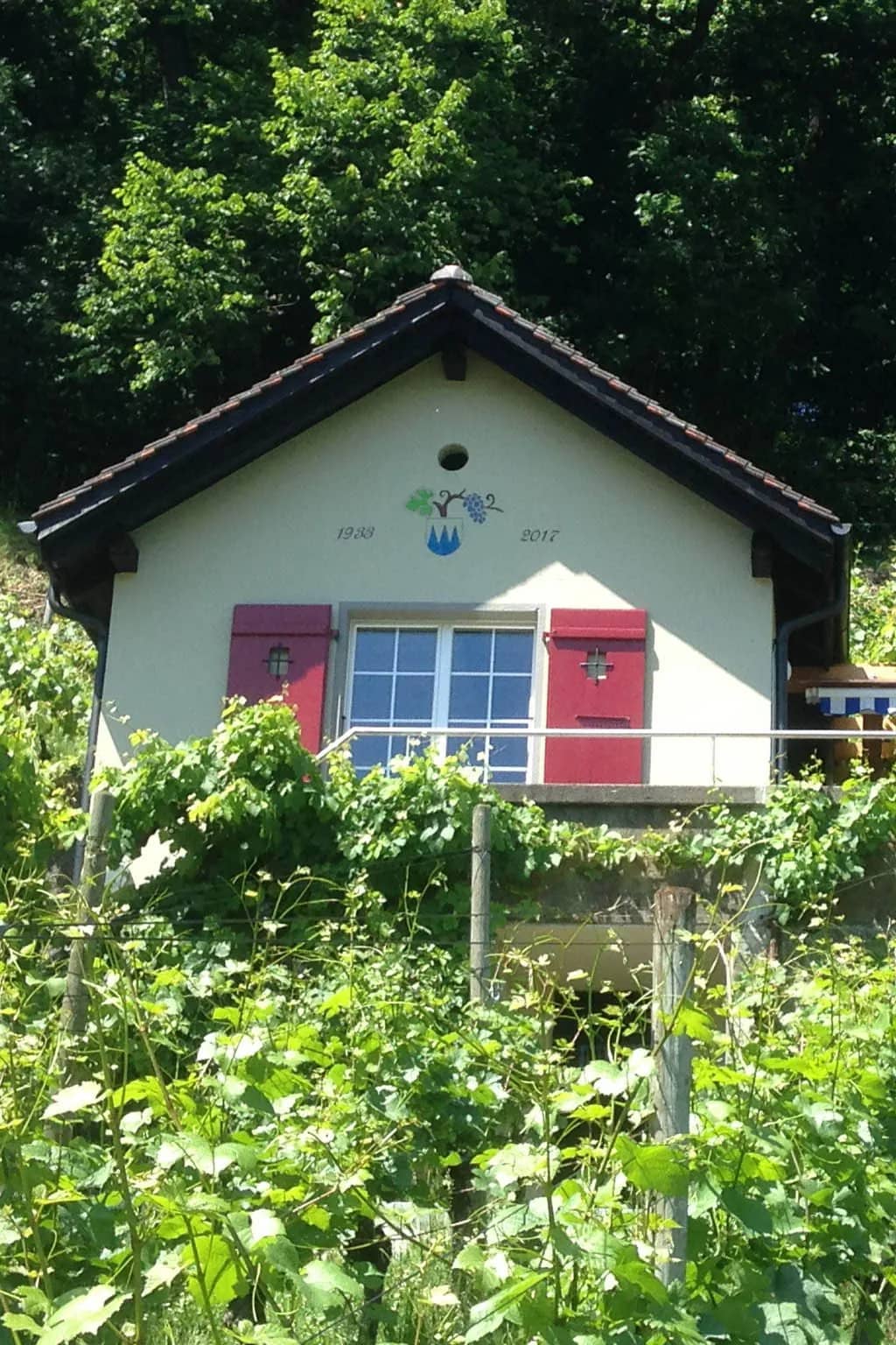 Petite maison de vigne aux volets rouges parmi les ceps de Spiez, halte pour une dégustation près d'Interlaken