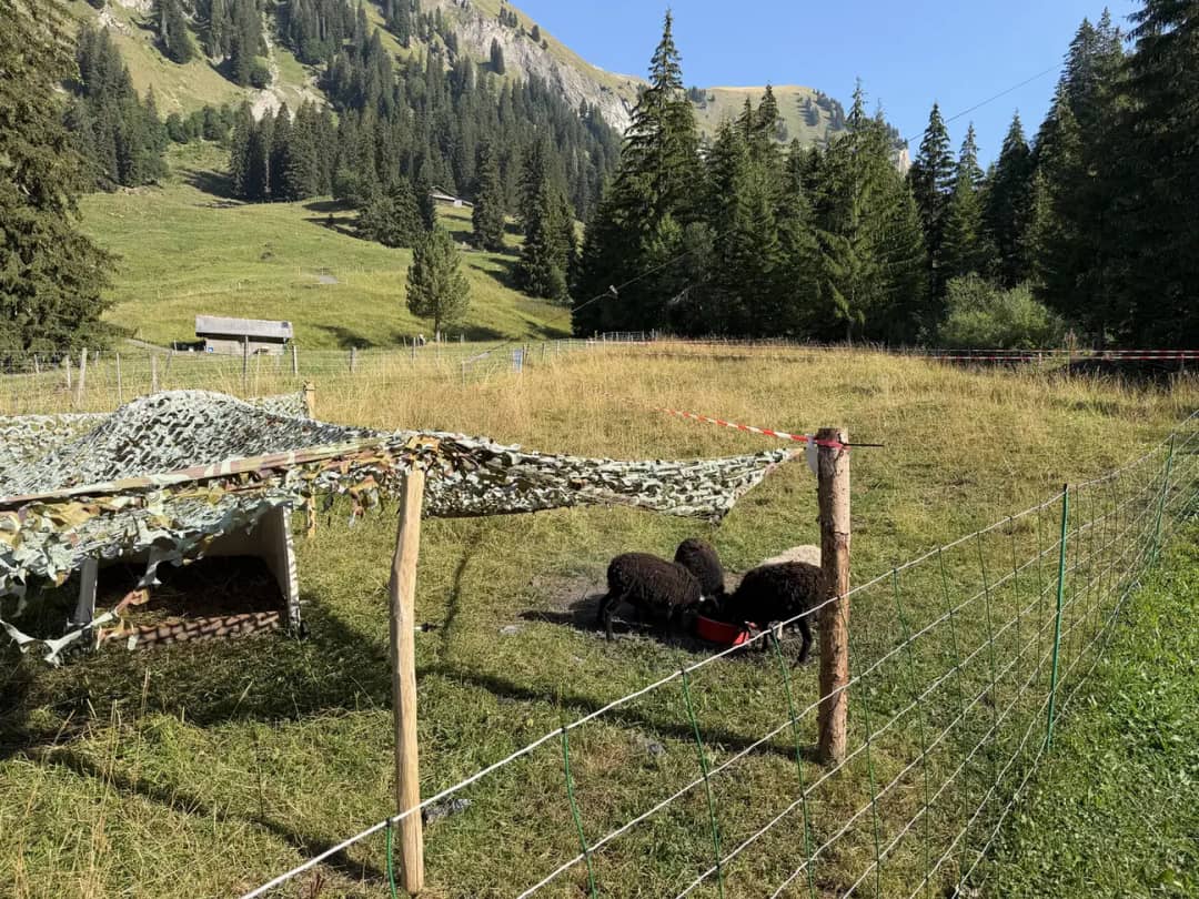 Moutons dans un pâturage d'alpage du Justistal en août, ouvert l'été seulement, à l'inverse d'une fromagerie