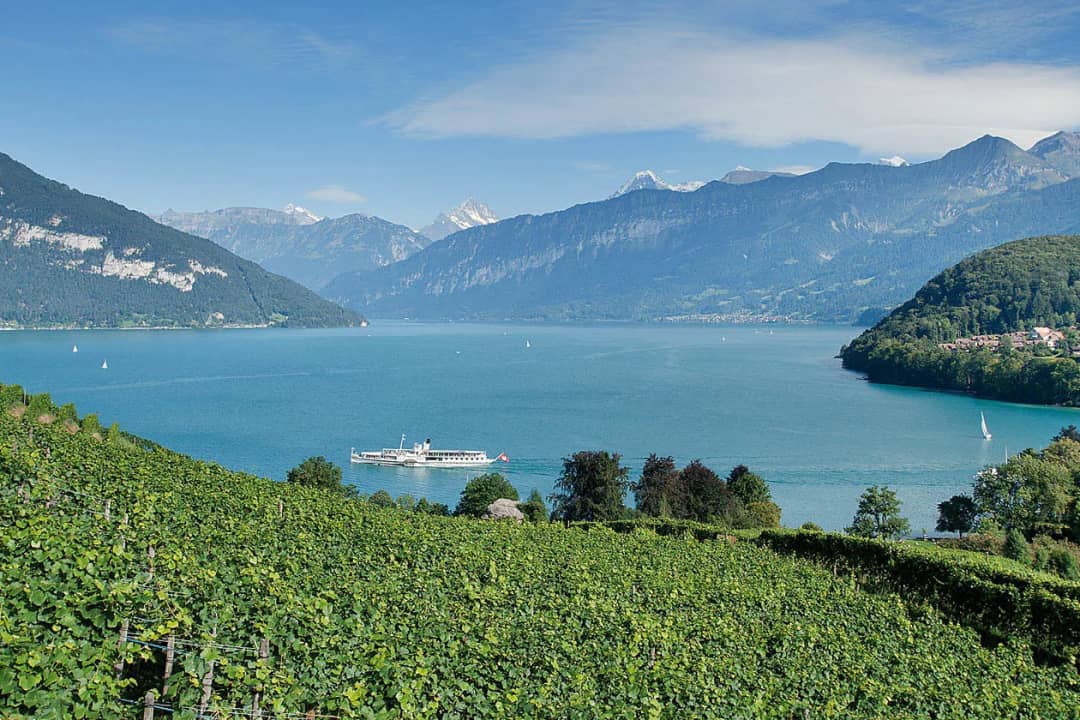 Vignes de Spiez au-dessus du lac de Thoune, bateau à aubes et Alpes : la région viticole suisse à voir d'abord