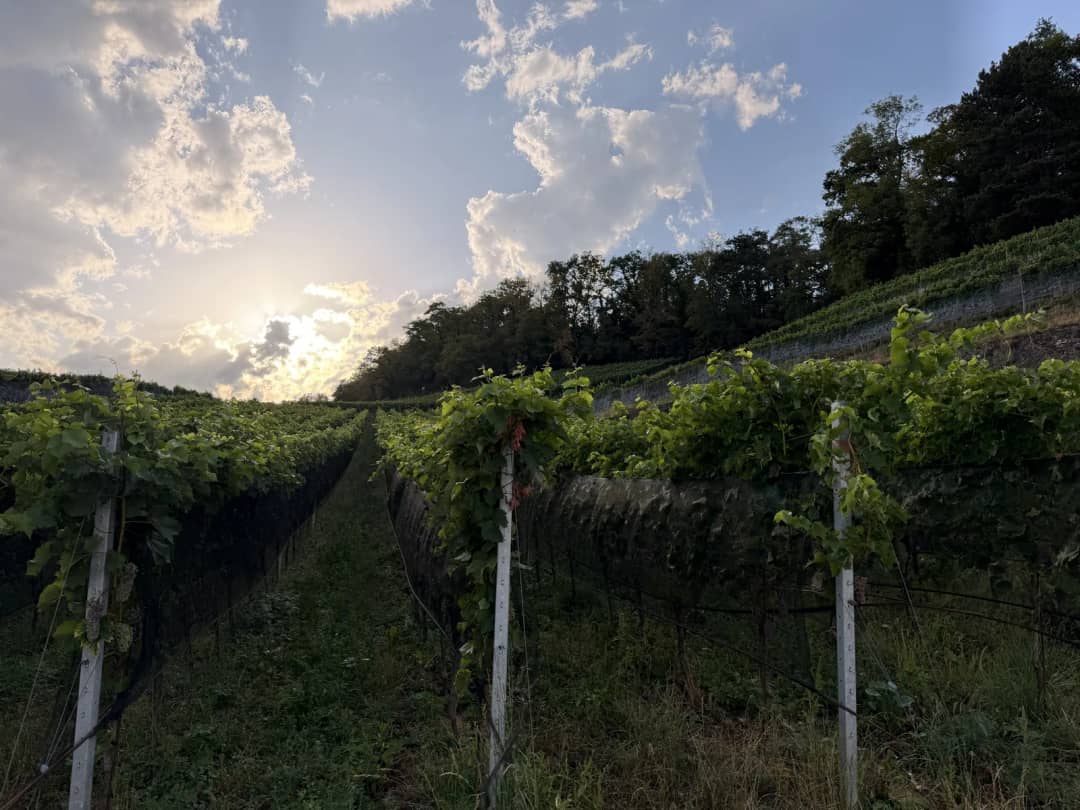 Hileras de vides a contraluz sobre un muro de piedra seca en Spiez, donde crece el Riesling-Sylvaner suizo