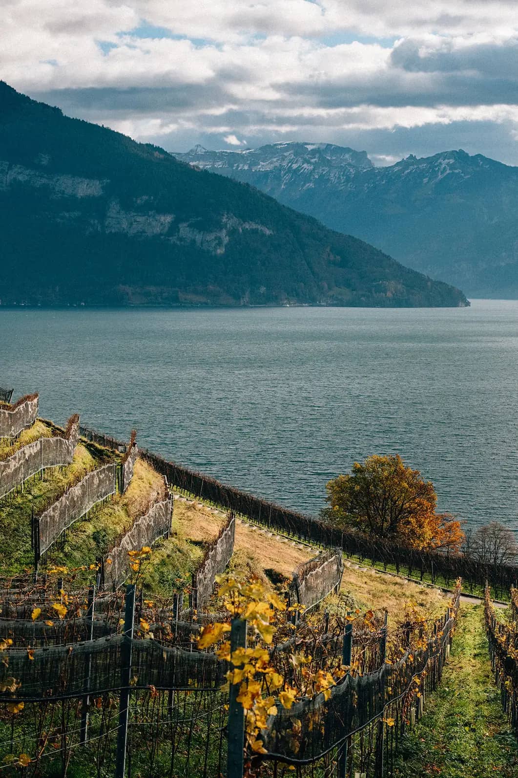 Terrasses de vignes d'automne plongeant vers le lac de Thoune à Spiez : la vue qui justifie le tour du vin