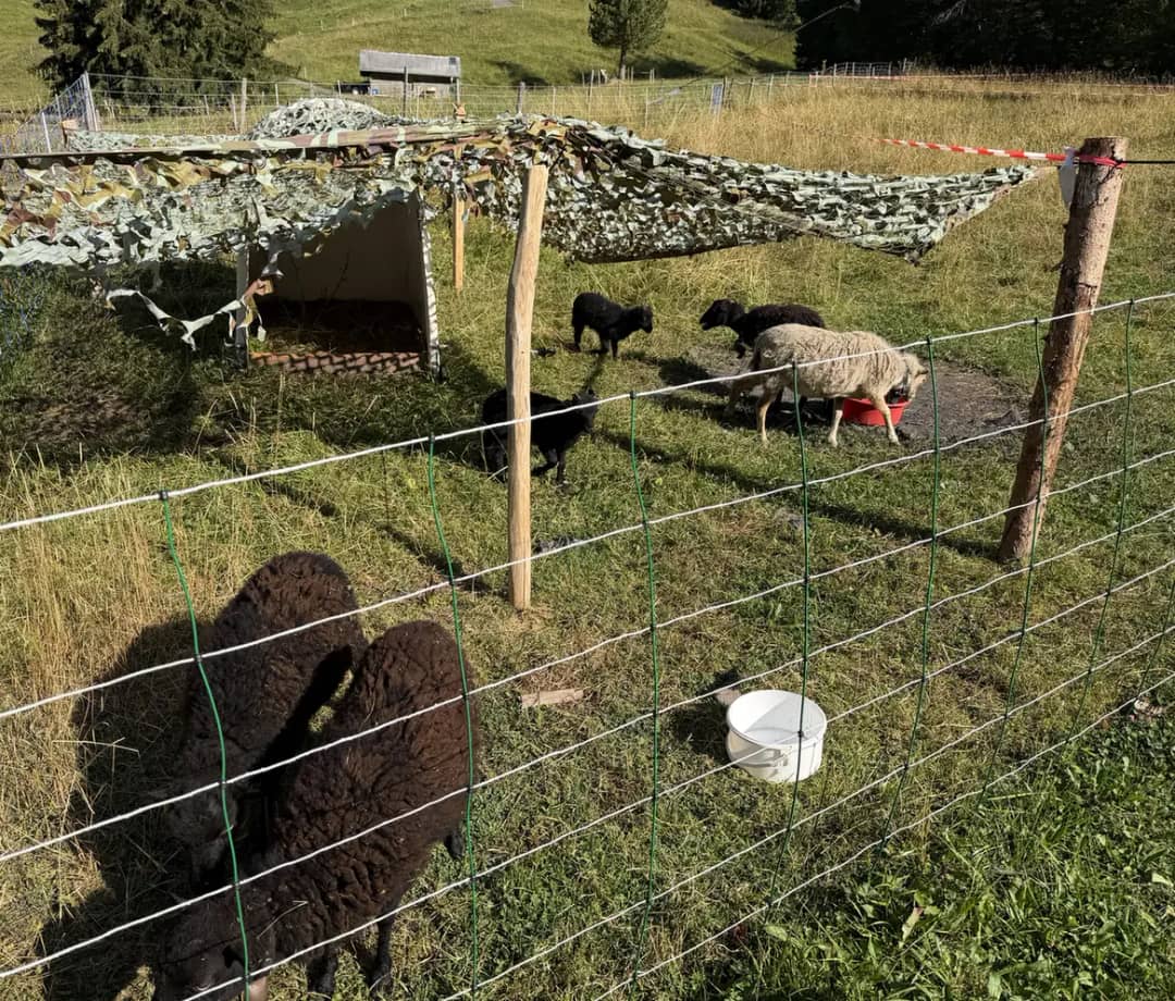 Enclos boueux, moutons à laine sombre et filet de camouflage à l'alpage : pourquoi laisser les habits clairs