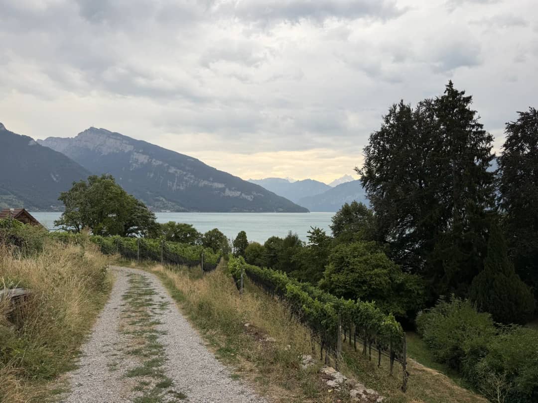 Kiesweg zwischen den Reben über dem Thunersee, der kurze Spaziergang auf der Weintour Spiez ab Interlaken