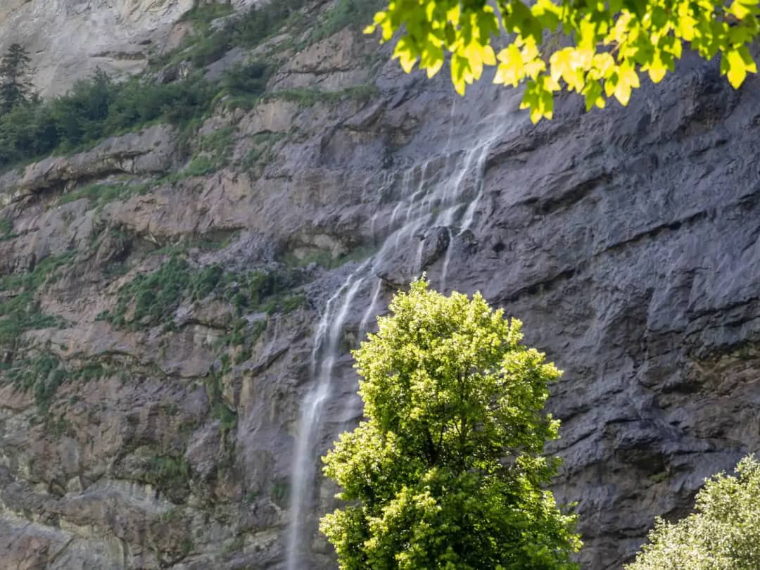 Thin nameless waterfall on the grey cliff wall of the Lauterbrunnen valley behind a tree in summer light