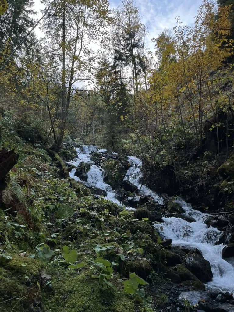A mountain stream running over mossy rocks under yellow autumn birches in Lauterbrunnen in mid October 2024