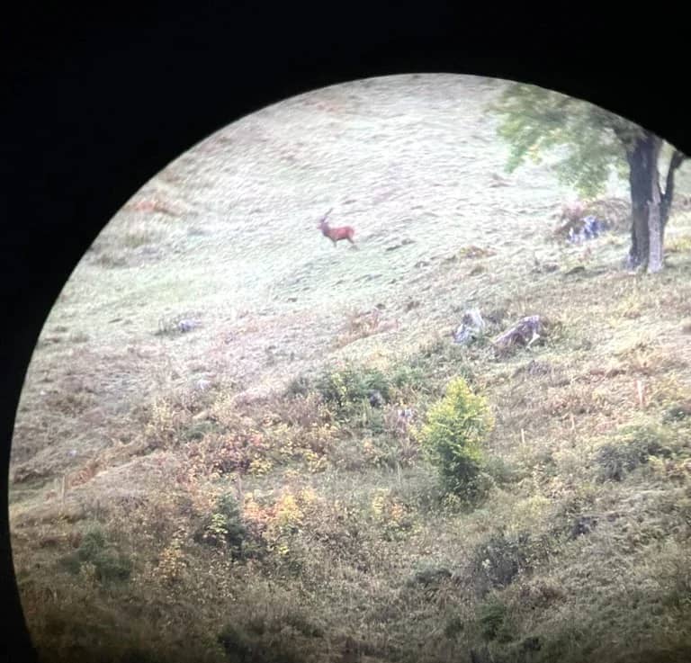 Un ciervo macho en la ladera opuesta, visto con prismáticos en el Justistal al amanecer el 29 de septiembre