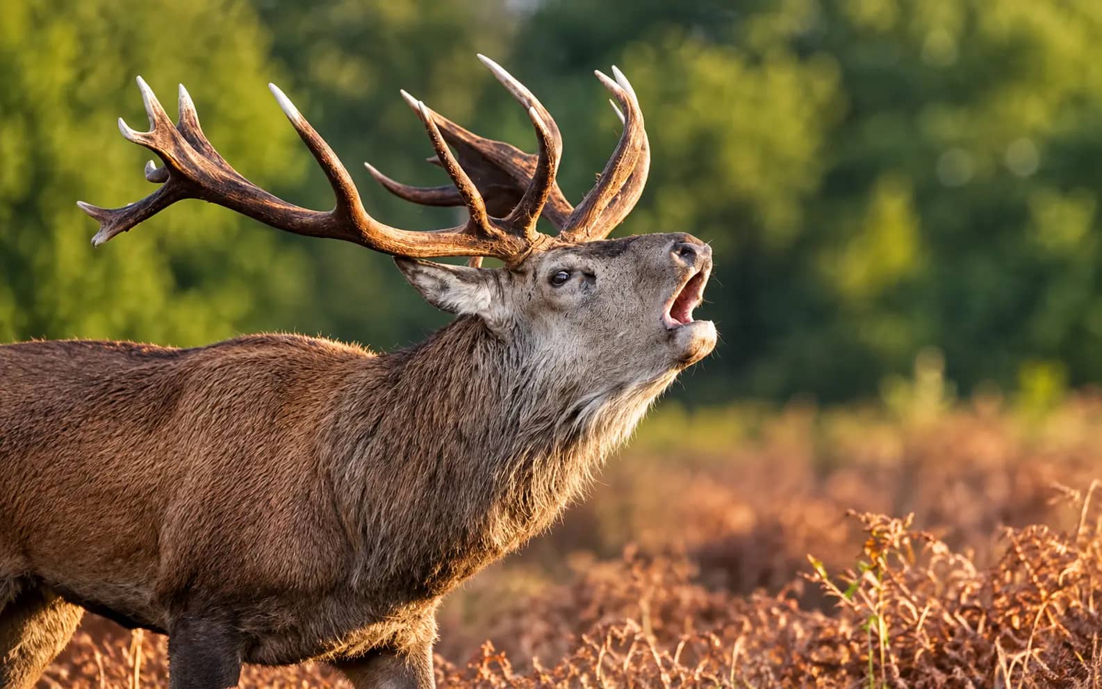 Brame du cerf près d'Interlaken : où l'entendre