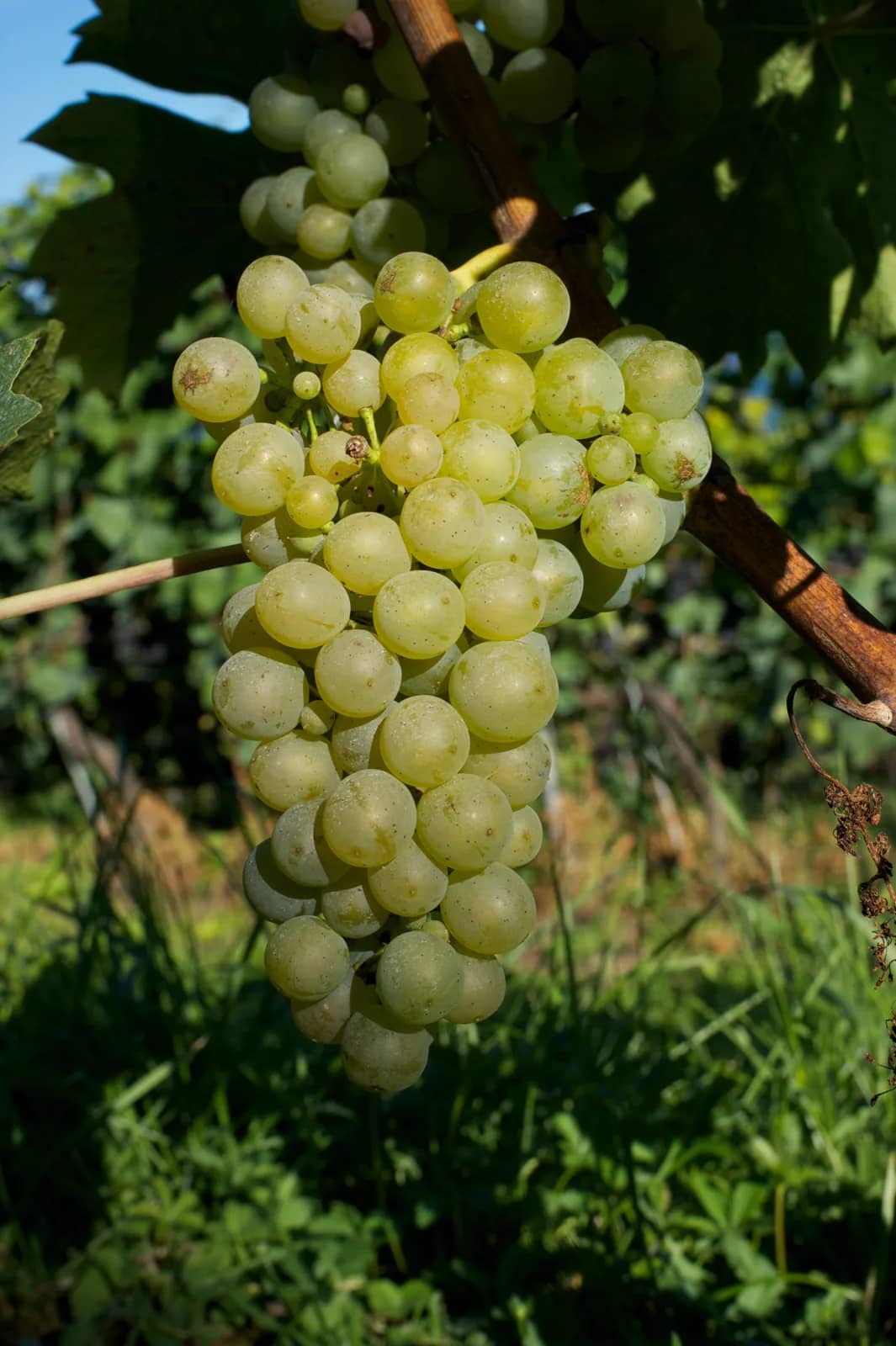 Racimo maduro de Riesling-Sylvaner en la vid, en un viñedo suizo del Vully a finales de verano