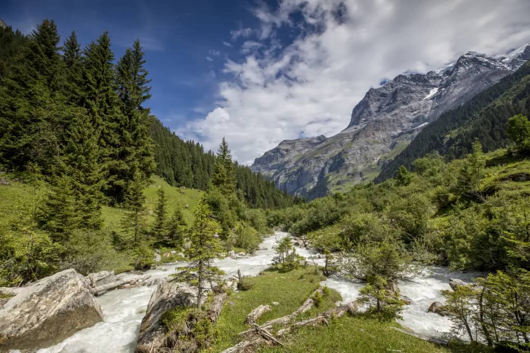 La Weisse Lütschine dévale les gros blocs de pierre dans la forêt, au fond de la vallée de Lauterbrunnen