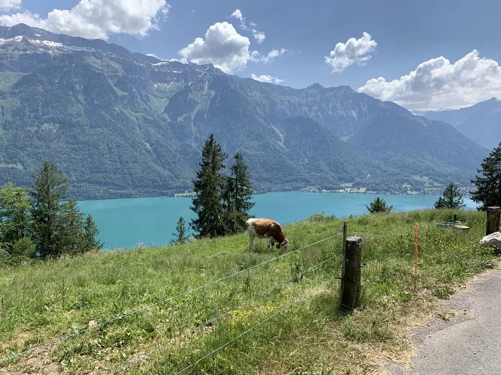 Vache brune et blanche broutant dans un pré clôturé au-dessus du lac de Brienz turquoise, montagnes en face