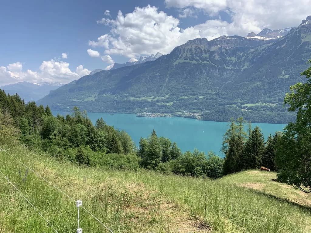 Turquoise Lake Brienz seen from a sloping meadow above Ringgenberg, with a grazing cow and peaks under clouds.