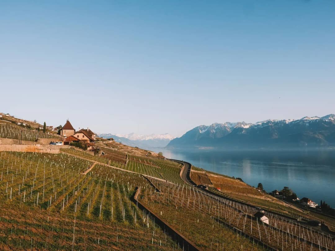 Viñedos en terrazas de Lavaux a inicios de primavera, cepas desnudas que bajan al lago Lemán y los Alpes