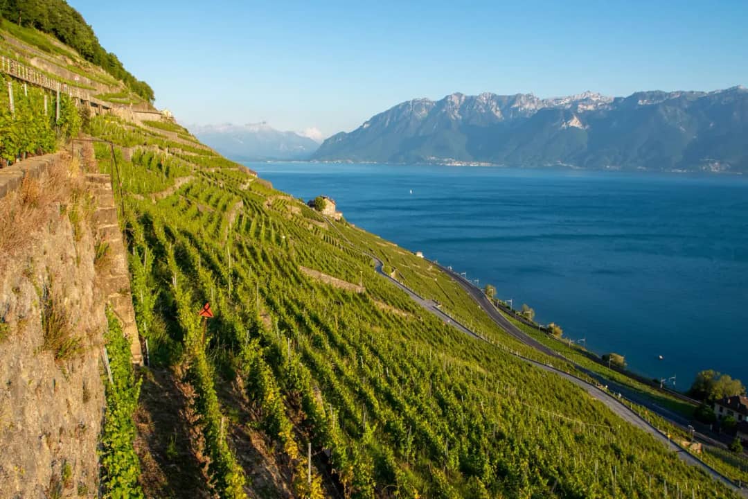 Terrasses de vignes de Lavaux tenues par des murs de pierre, plongeant vers le lac Léman, route en lacets