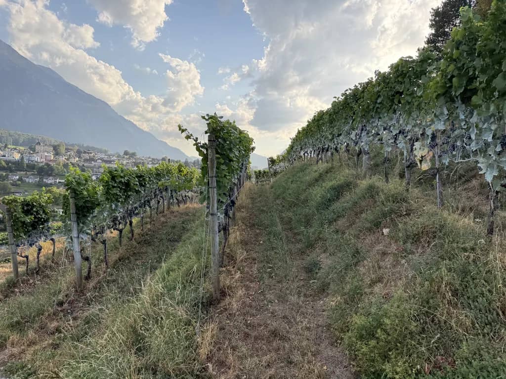 Sendero de hierba entre hileras de viñas con uvas oscuras a la luz de la tarde, viñedo de Spiez y montañas