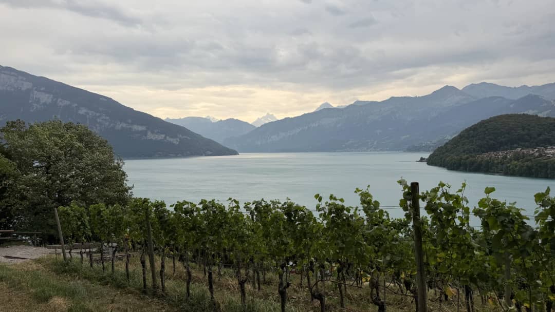 Hileras de viñas verdes sobre el lago de Thun en una tarde nublada, con cumbres alpinas y un pueblo enfrente