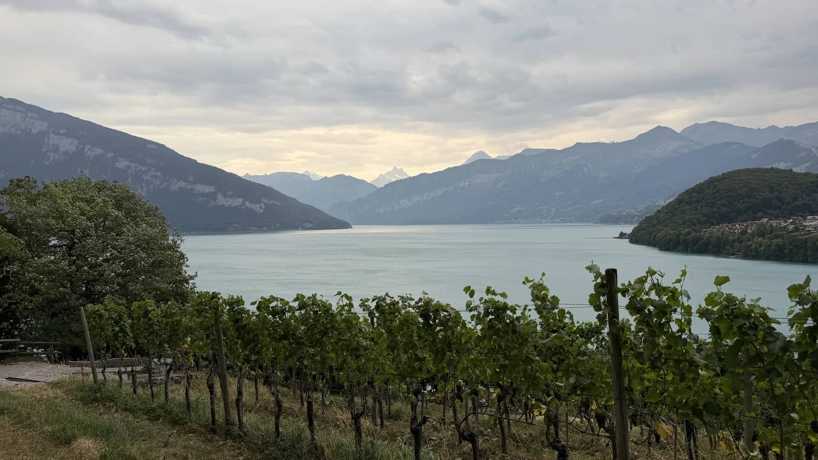 Le Riesling-Sylvaner, le vin rare de la Suisse