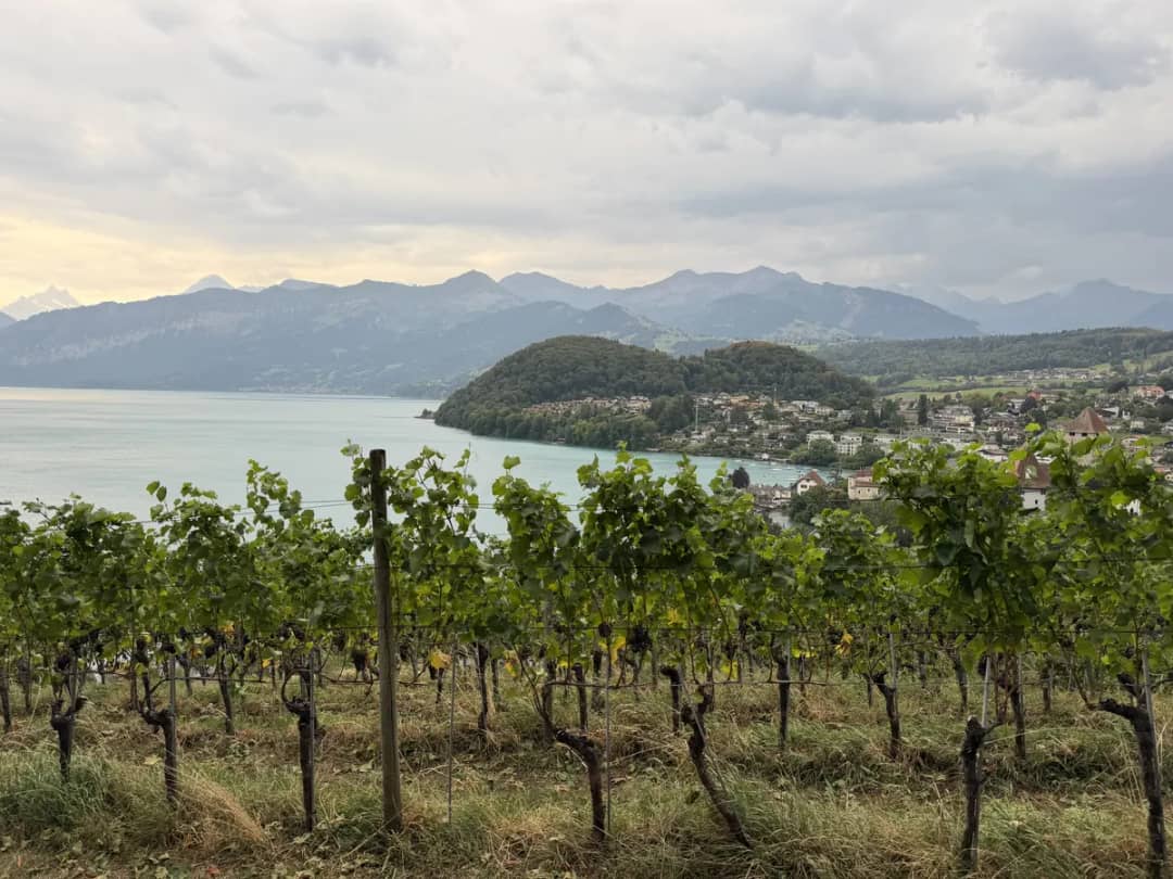 Vignes de Spiez avec des grappes noires au premier plan, lac de Thoune, presqu'île boisée et le village
