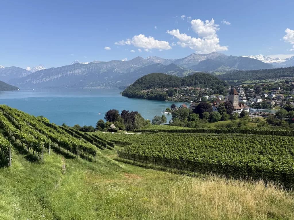 Hileras de viñas verdes en junio sobre el lago de Thun, con el castillo y el pueblo de Spiez ante los Alpes