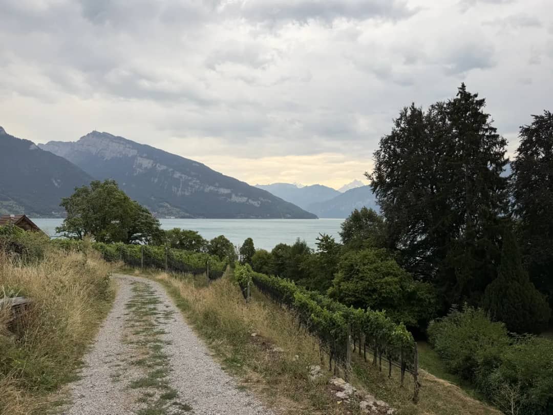 Chemin de gravier entre les vignes de Spiez qui descend vers le lac de Thoune sous un ciel couvert d'été