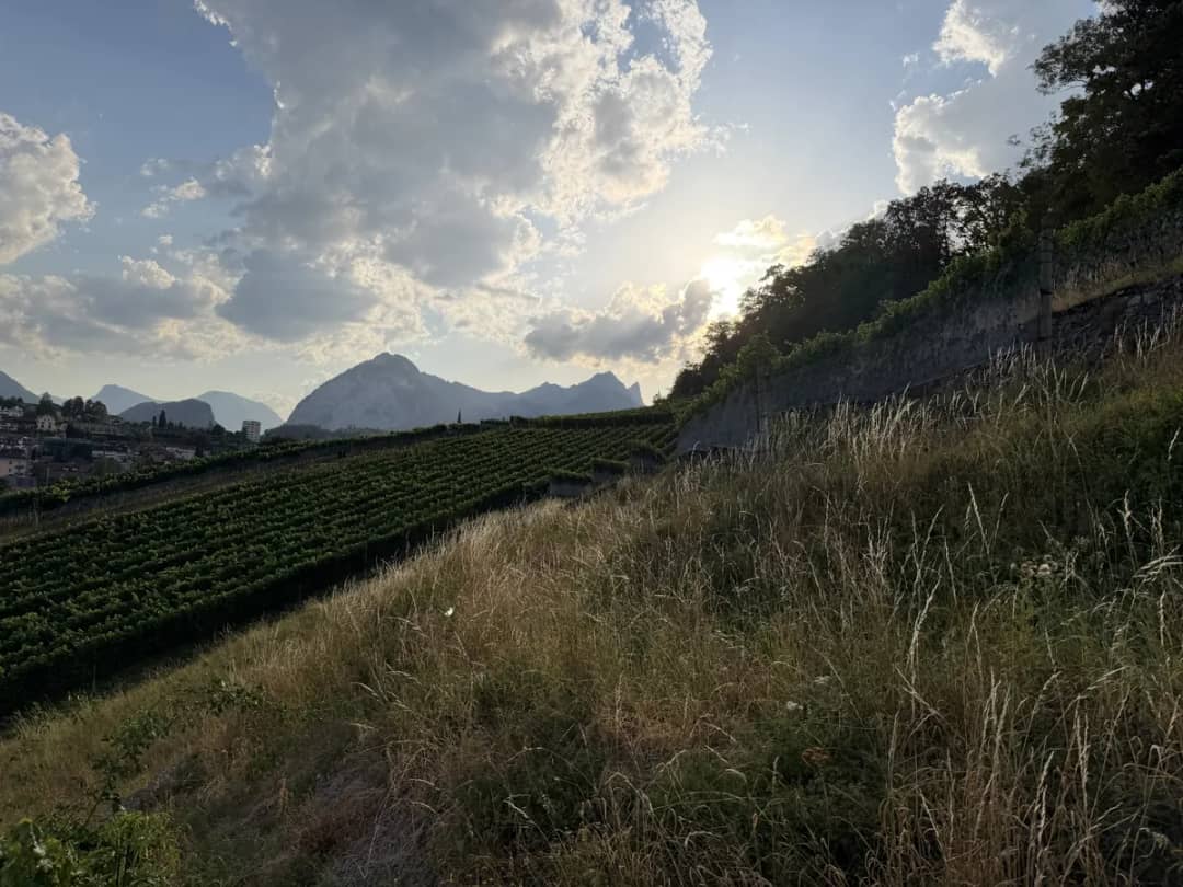 Viñedo en pendiente sobre Spiez al atardecer en agosto, hierba seca delante y crestas montañosas a contraluz