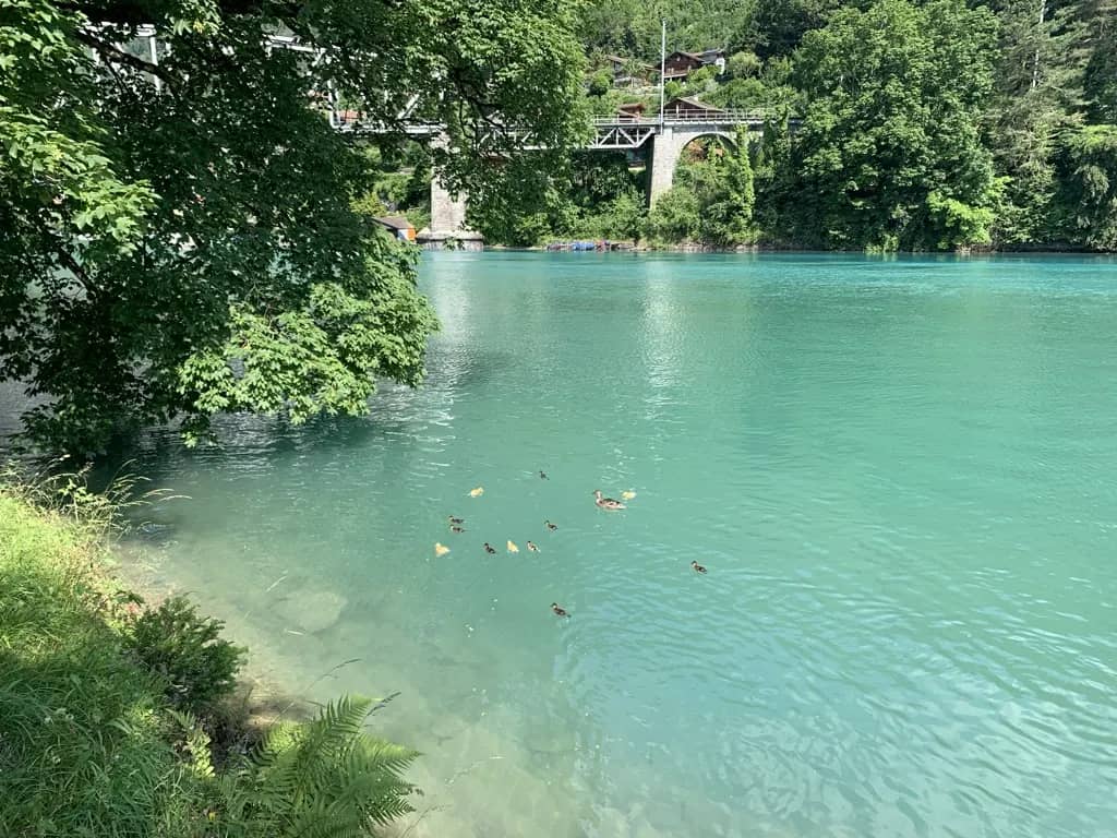 Ente mit Küken auf türkisfarbenem Wasser unter einer Steinbogenbrücke beim Brienzersee in Bönigen, Sommer