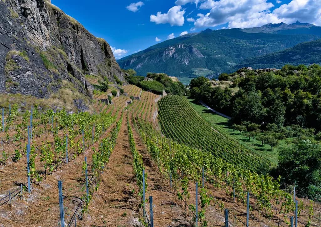 Rangs de vignes du Valais sur un coteau sec au pied d'une falaise, verger et montagnes derrière en été