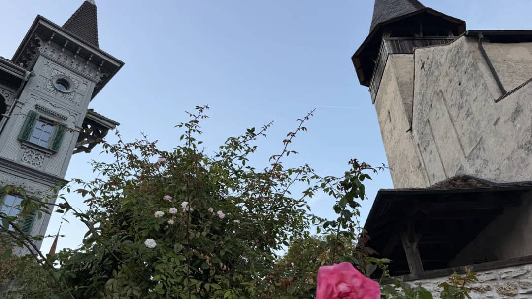 Rosiers en fleurs sous les tours du château de Spiez au crépuscule, étape du Wine Tour au lac de Thoune