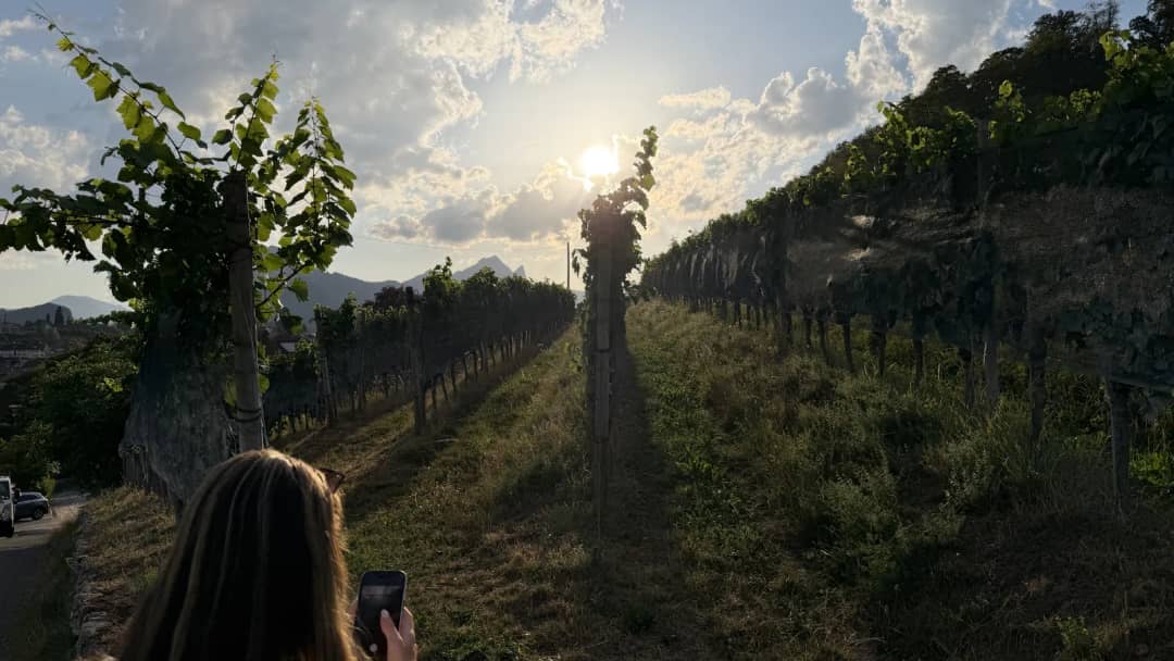 Wine Tour guest photographing rows of vines on a slope above Spiez as the low sun sets behind the mountains
