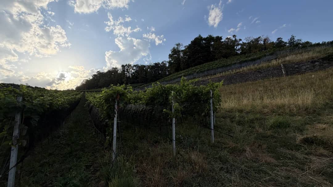 Hileras de viñas en una ladera con terrazas en Spiez, el sol bajo tras las nubes al caer la tarde de verano