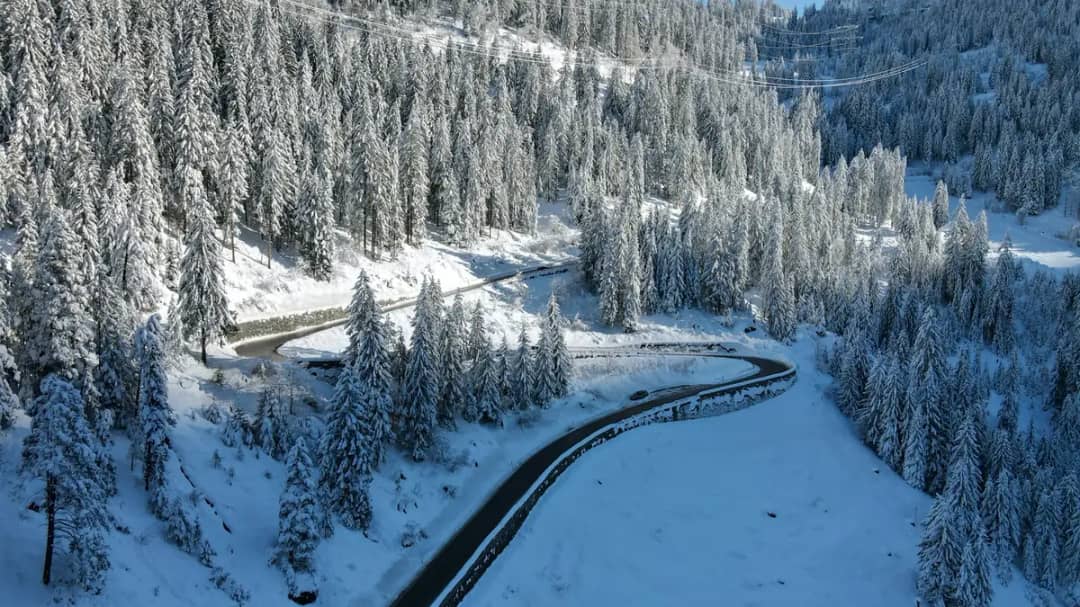 Verschneite Strasse durch Tannenwald bei Bergün im Winter, gesperrte Passstrasse wie bei der Bahn von Preda